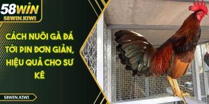 cach-nuoi-ga-da-toi-pin