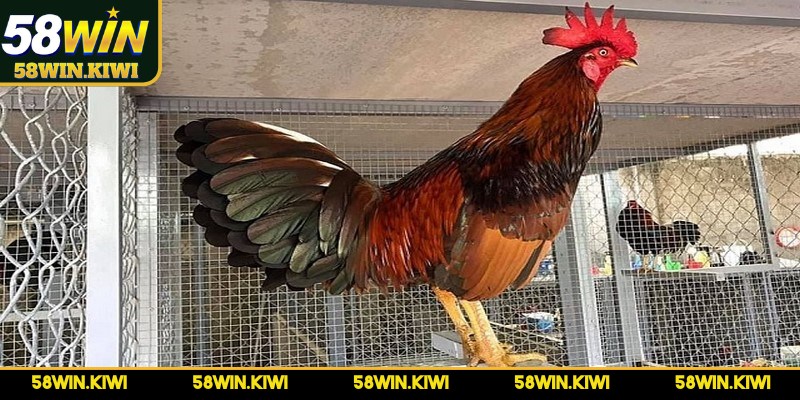 Chăm sóc chiến kê sau khi đá để duy trì pin lâu bền là việc đặc biệt quan trọng