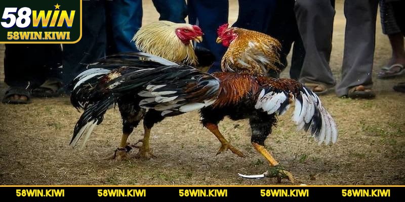 Đá gà cựa dao là hình thức biến thể của chọi gà truyền thống