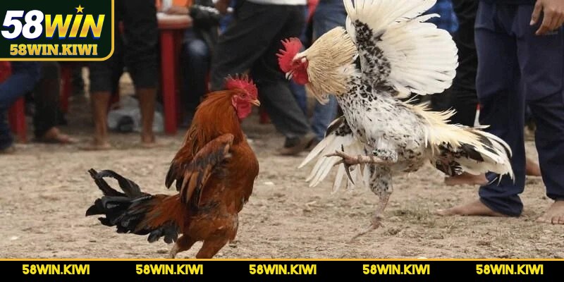 Tăng cơ hội giành lợi thế khi đặt cược đá gà từ cao thủ