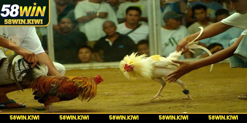 Đá gà Mỹ các chiến kê đều trải qua quá trình huấn luyện chuyên sâu